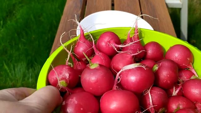 Редиска, удобные чаши и для ягод тоже.