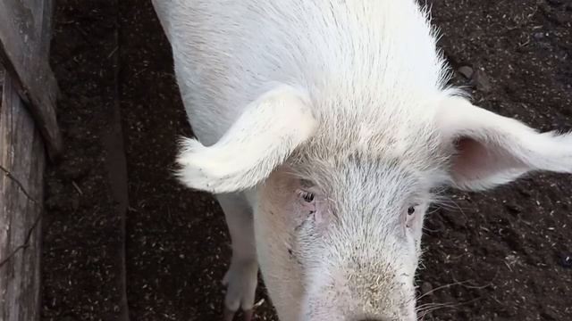 МАРИЯ🐷