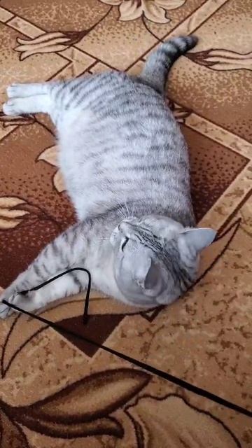 Машуля обожает играть с веревочкой🐱😀