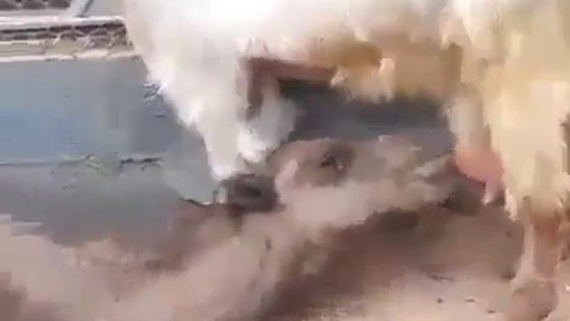 Beshak Rezak Allah Pak deta hai