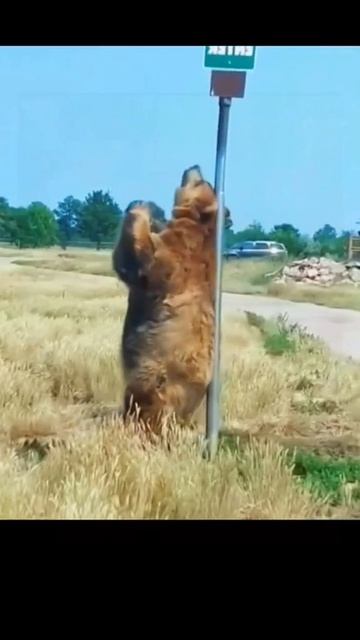 Собаки танцуют