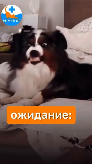 Чистка Зубов