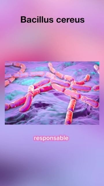 Bacillus cereus 🦠🍝