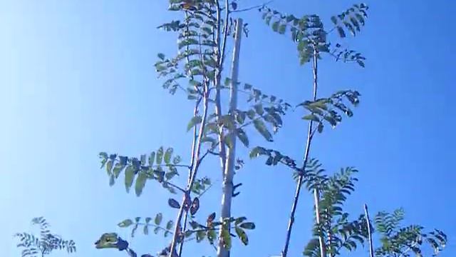 Sap Trees  Sorbus auc Sheerwater Seedling 8-10cm & 10-12cm girth