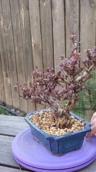 Барбарис Тунберга #shorts #bonsai #plant #garden #gardening #барбарис @Studio.Bonsai