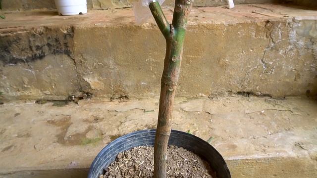 Amazing Mango grafting technique by banana..(100% success result)
