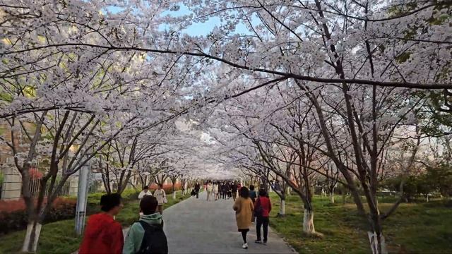 Shanghai Cherry Blossom Festival Walk Tour~The Longest Cherry Blossom Avenue！2024 China Travel 上海樱花