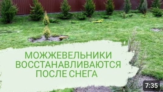 МОЖЖЕВЕЛЬНИКИ ВОССТАНАВЛИВАЮТСЯ ПОСЛЕ СНЕГА. 14.02.2024г. БЕЛАРУСЬ, ГОМЕЛЬСКАЯ ОБЛАСТЬ