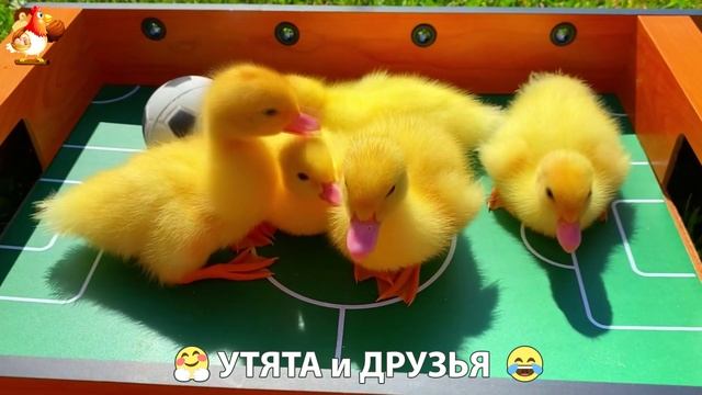 Утята с друзьями – мир нежных эмоций 🤗 эпизод 4