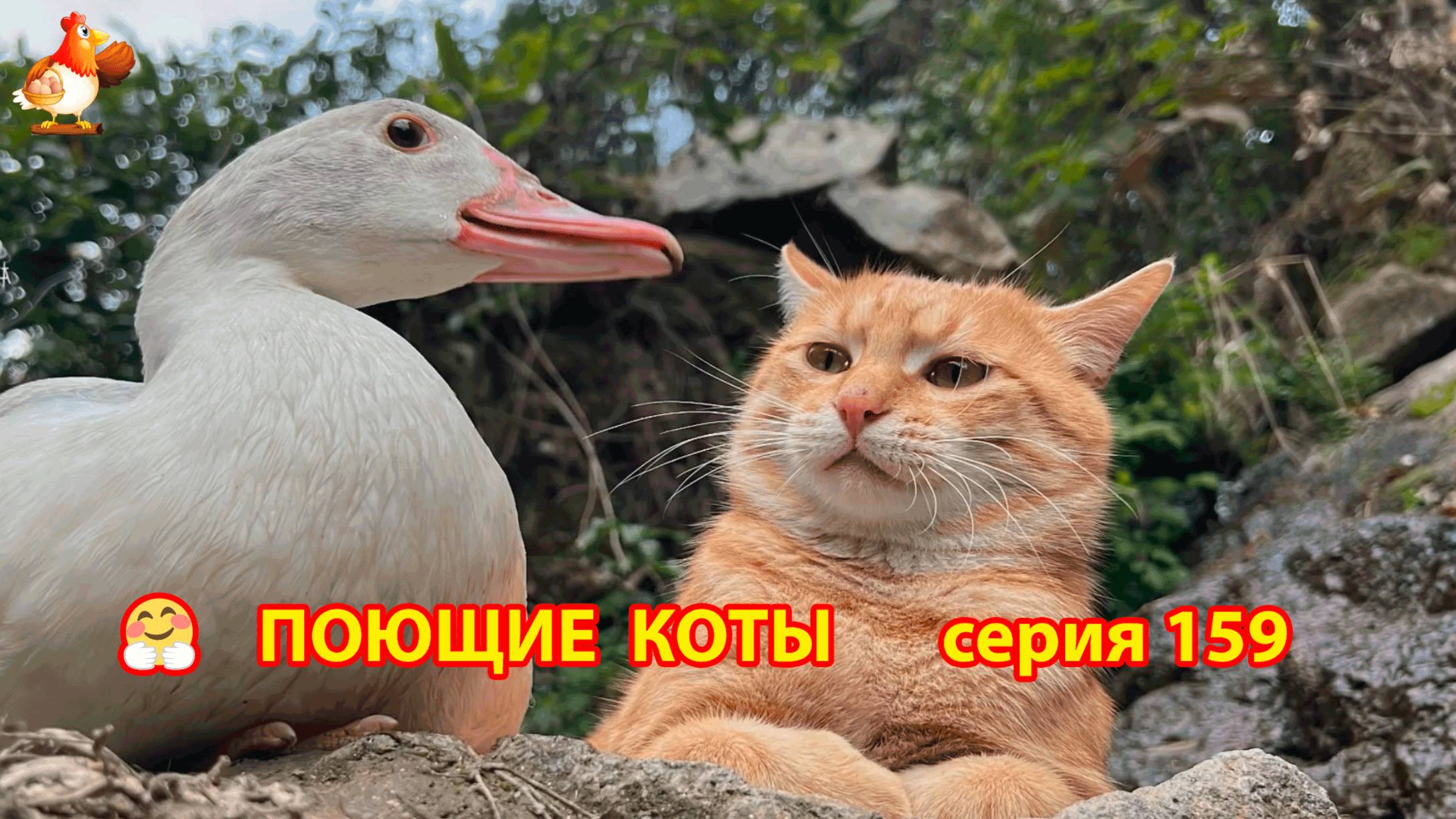 Крутые коты у птичьего двора серия (159) 🐈🐈😹 Природа Абхазии и подворье с птицами и животными ❣