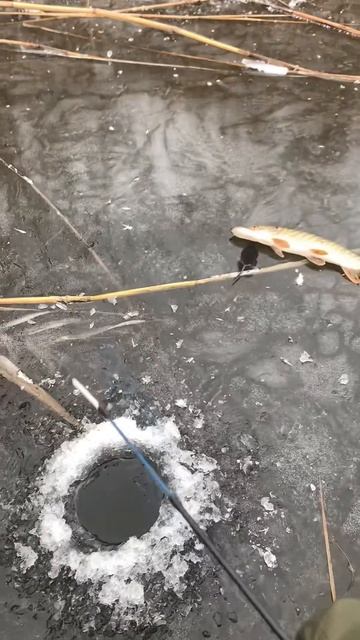 Воровская жизнь