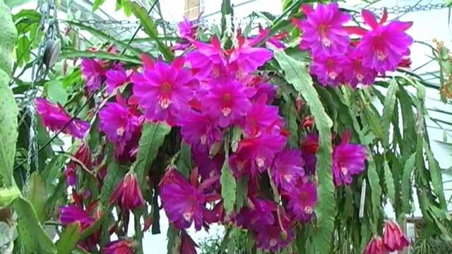 Ronnieland_Bladkaktus.wmv