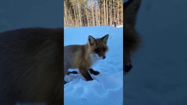 НЕОЖИДАННАЯ ВСТРЕЧА ! ИСПУГАЛИСЬ .