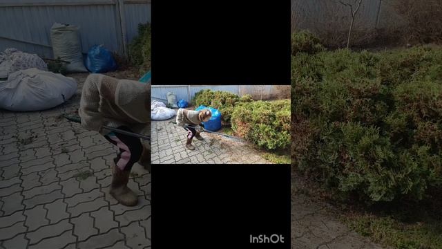 стрижка хвойных