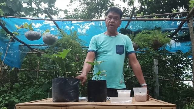 DIFFERENT WAYS OF FERTILIZING SELLOUM