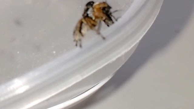 A Jumping Spider is Attacking a Fly!
