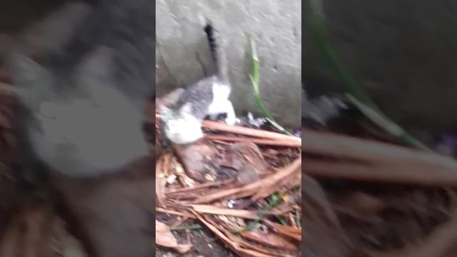 lapin chat