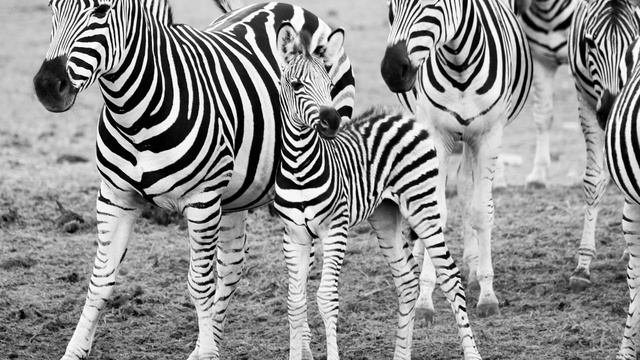 What Does a Zebra Spirit Animal Mean and Symbolize?