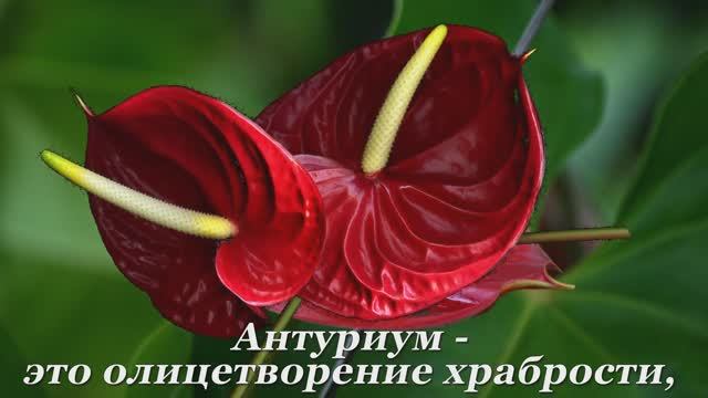 АНТУРИУМ – «Мужское счастье»