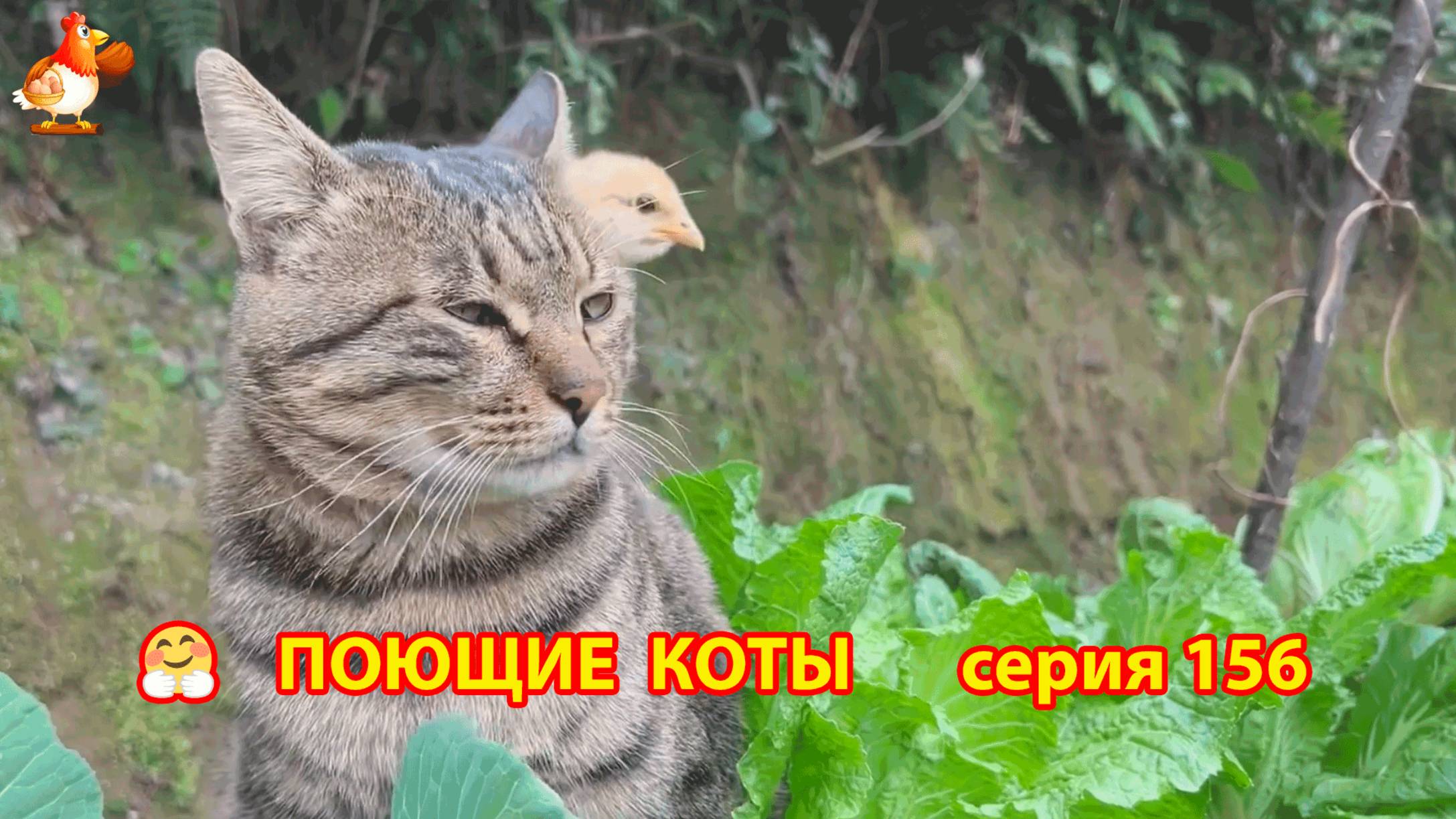 Крутые коты у птичьего двора серия (156) 🐈🐈😹 Природа Абхазии и подворье с птицами и животными ❣