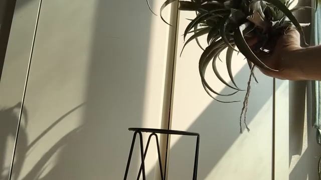 틸란드시아 카피타타 자구 제거하기 air plants: removing a pup