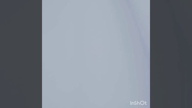 февраль 2022(сосны).