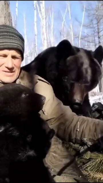 Медведица и медвежата