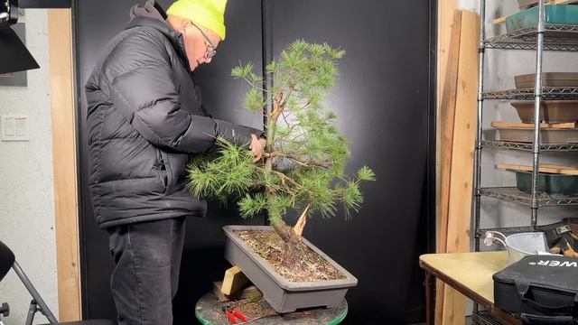 Eastern White Pine: The Forgotten Bonsai Material