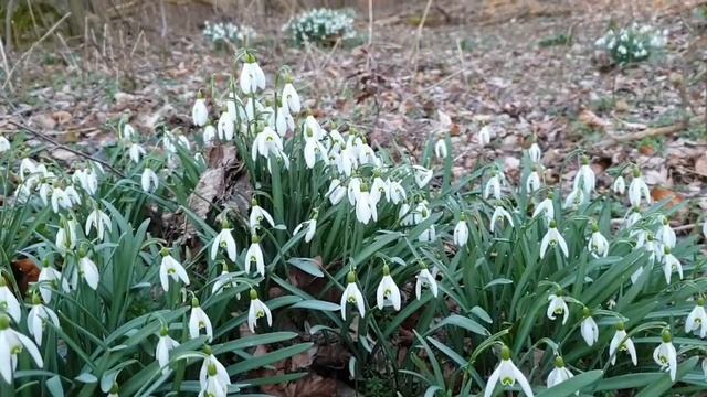 Snowdrops / Flowers / Nature /Forest