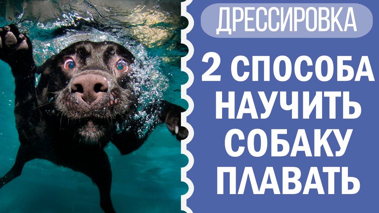 Как научить собаку плавать и приучить к воде | Советы от Чихуахуа Софи! 🐕💦