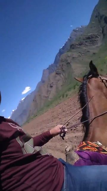 Лошадь чуть не укусил