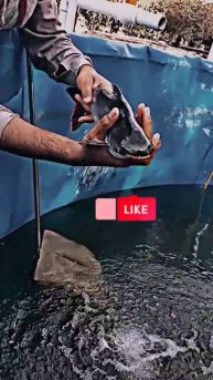 Pangasius Fish brooder😳#youtubeshorts #shortvideo #ytshorts #viral #shorts #biofloc
