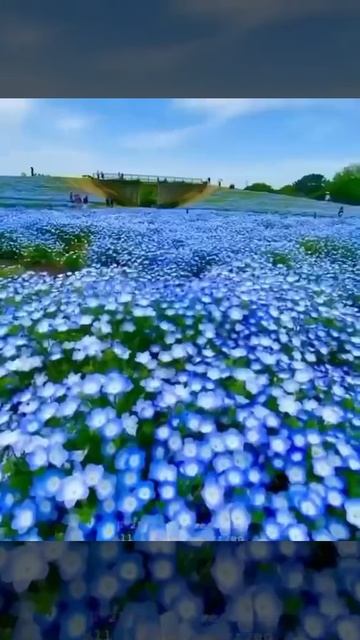 الربيع في حدائق يابانيه