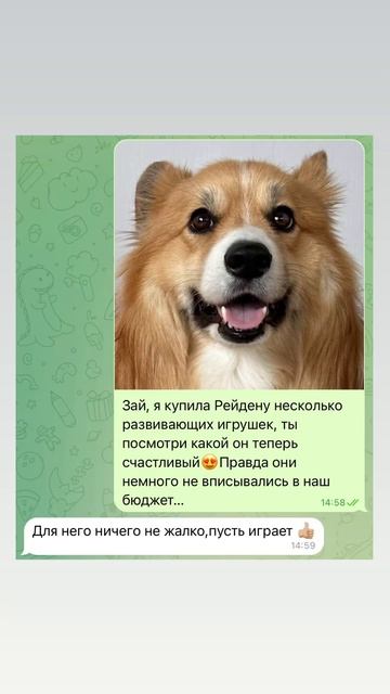 КЛАССНЫЕ ИГРУШКИ ДЛЯ СОБАК #собака #dog #corgi #корги #pets #смешныеживотные #собаки