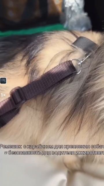 Автокресло для перевозки собачек в автомобиле PET BED ❤️