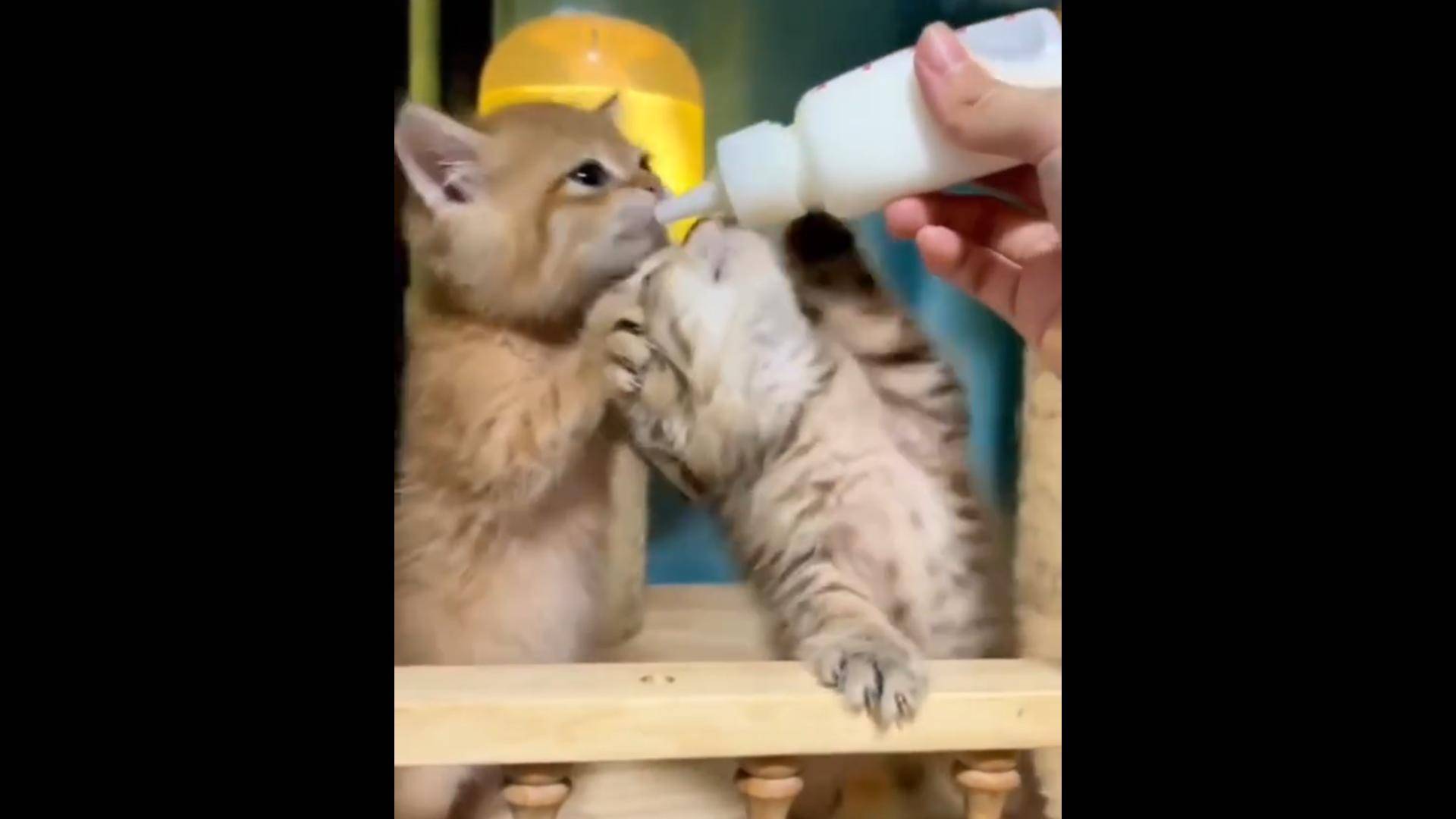 Коты и кошки а так жи их котята)