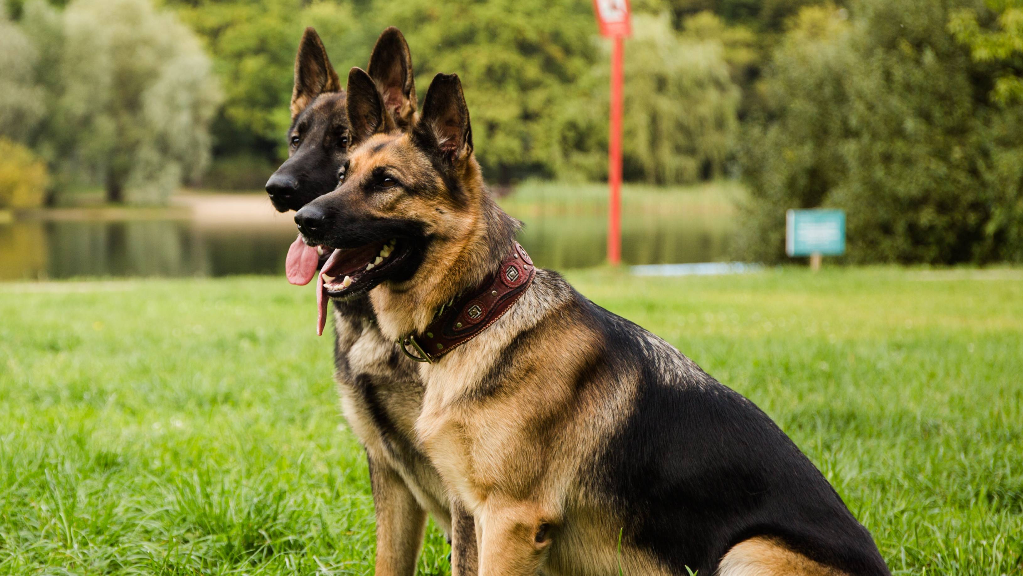 Маша и собаки