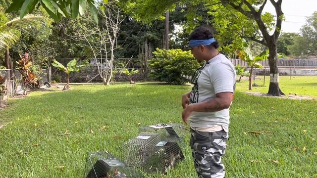 Day 26 Hired to Remove GIANT Mango Eating iguanas! Trapping iguanas with Channel 10 News!