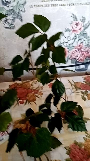 VID_20250220_161537.mp4