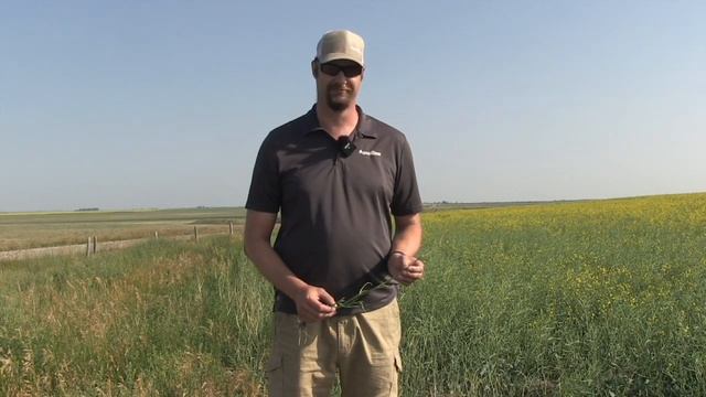 Canola School: Controlling grasshoppers, an atypical pest