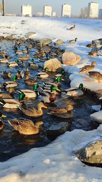 В февральский день на Ярыгинской 🦆 набережной.