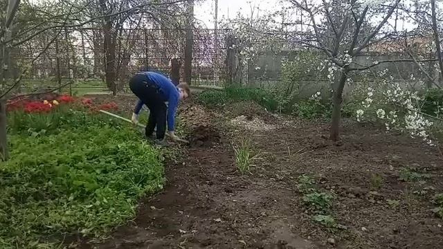 Посадка Кукурузы (Золотой Ботан)