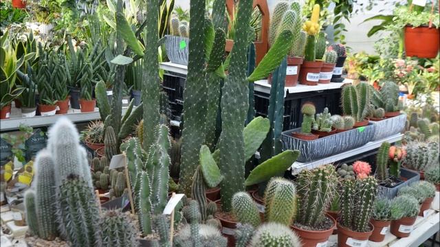 Суккуленты для дома и офиса