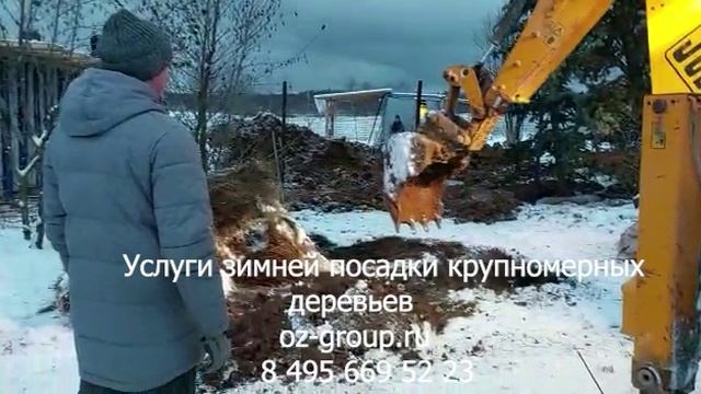 Услуги зимней посадки крупномерных деревьев на участке. Выезд Агрономов по Москве и области. Звони!