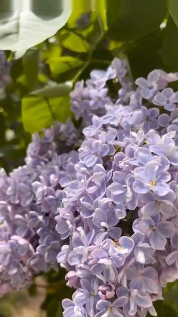 💜