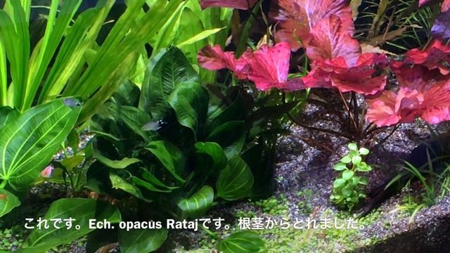 ストック水槽とKessil A80 Tuna Sun