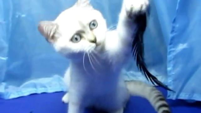 Scottish straight silver shinshilla point blue eyes Серебристая шиншилла поинт с голубыми глазами