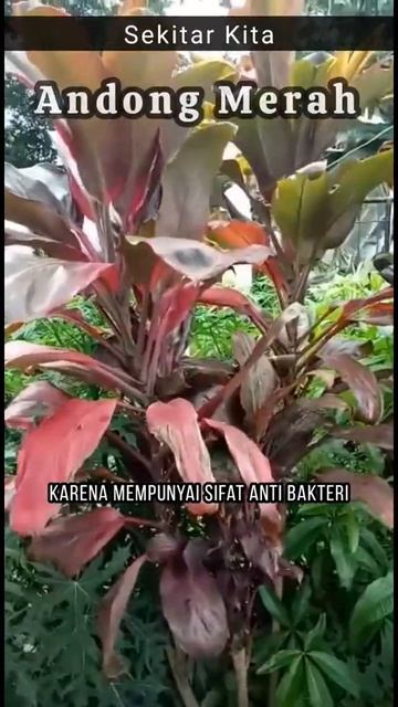 TANAMAN HIAS DAN OBAT | ANDONG ATAU HANJUANG | SEKITAR KITA #shorts