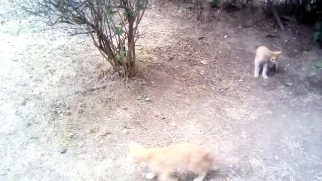 Оказывается эти котята уже неделю спасаются на дереве | Котята рыжие