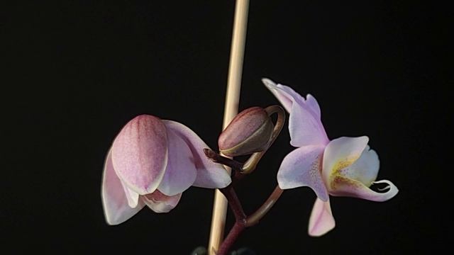 Phal. Pinlong Cheris TL